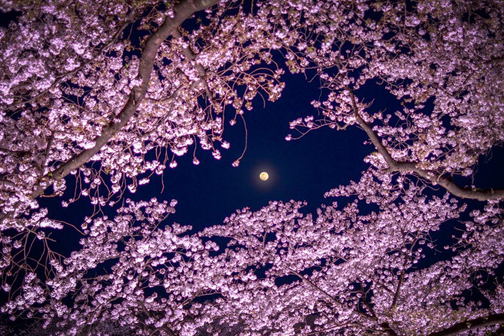 桜に月